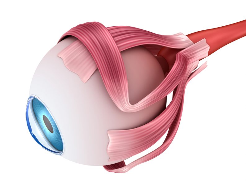 El ojo - Órgano fundamente de la visión - Oftalmología en Venezuela