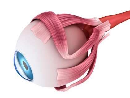 El ojo - Órgano fundamente de la visión - Oftalmología en Venezuela
